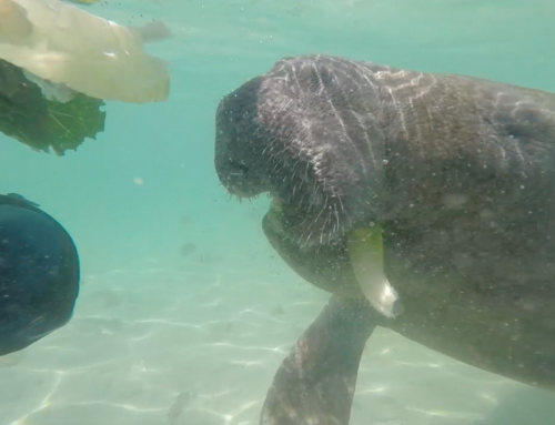 Underwater Animal Encounters in the Caribbean